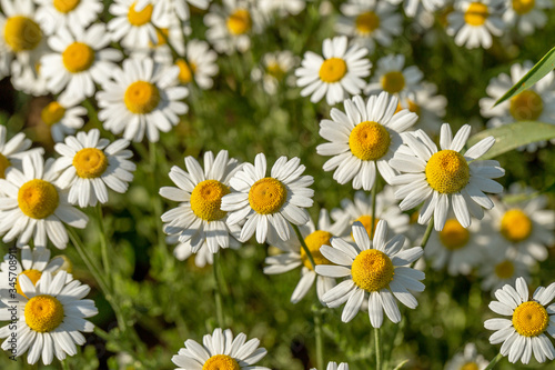 Bloom. Chamomile. Blooming chamomile field, chamomile flowers on meadow in summer, selective focus, blur. Beautiful nature scene with blooming medical daisies on sun day. Beautiful meadow background © Aleksandr Lesik