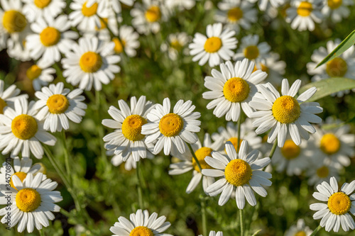 Bloom. Chamomile. Blooming chamomile field  chamomile flowers on  meadow in summer  selective focus  blur. Beautiful nature scene with blooming medical daisies on sun day. Beautiful meadow background