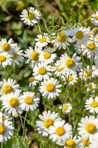 Bloom. Chamomile. Blooming chamomile field  chamomile flowers on  meadow in summer  selective focus  blur. Beautiful nature scene with blooming medical daisies on sun day. Beautiful meadow background