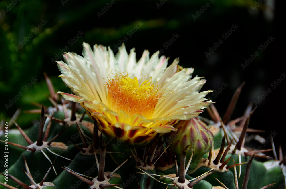 Kwiat kaktusa - obrazy, fototapety, plakaty 