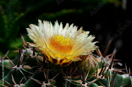 Kwiat kaktusa © Tomasz Aurora