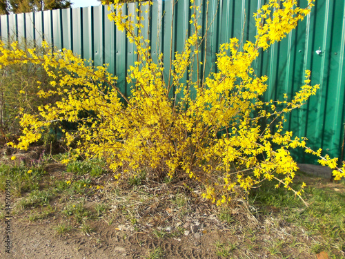 yellow flowers on the wall