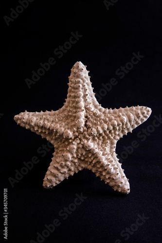 Some of sea stars isolated on black background, close up