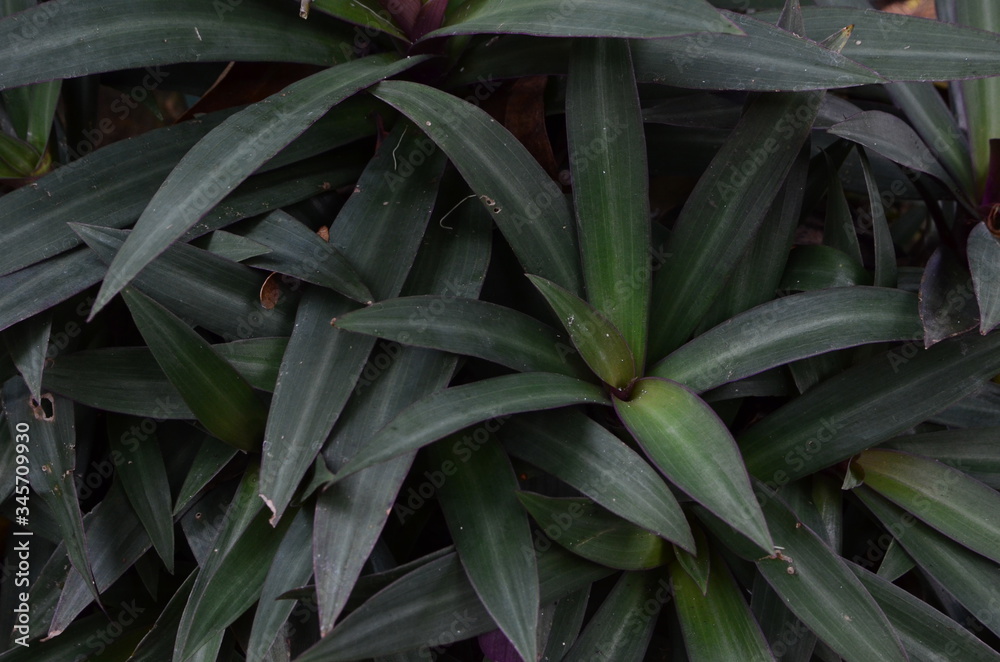 Obraz premium Green leaf texture. Leaf texture background