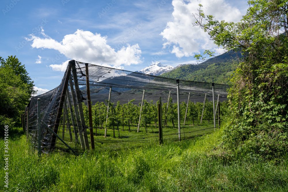 apple orchard in springtime covered with protective black netting apple orchard in springtime covered with protective black netting