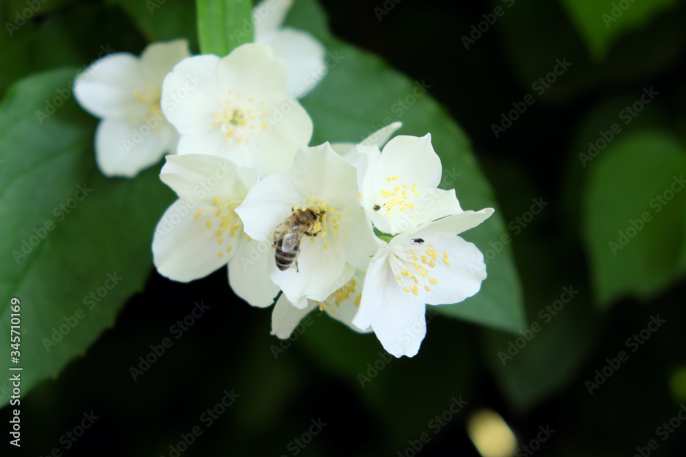 A bee collects nectar from a jasmine flower.
