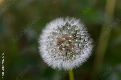 Aigrettes de pissenlit ou dent de lion - France photo