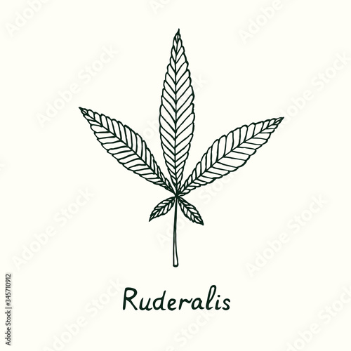 Ruderalis cannabis leaf isolated, outline simple doodle drawing, gravure style