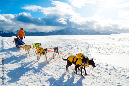 Foto Sled dogs are pulling toboggan at winter in Polish mountain.