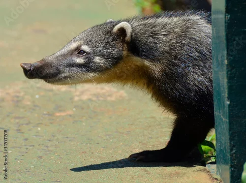 Obraz Ostronos szukający pożywienia wśród turystów w Meksyku