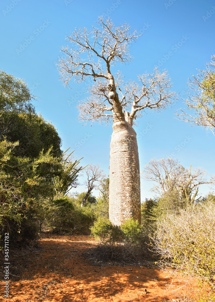 Obraz premium Forest with small baobab and octopus trees, bushes and grass growing on red dusty ground