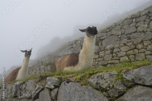 Lamy w Peru - Machu Picchu © Tomasz Aurora