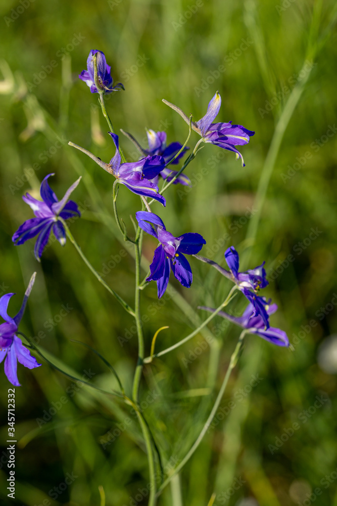 Delicate beautiful blue spring flowers. Natural floral background Delicate beautiful blue spring flowers. Natural floral background
