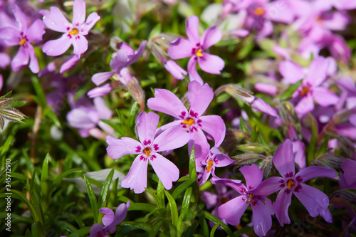 Creeping Phlox  Phlox subulata   Emerald Pink  McDaniel s Cushion  Moss Phlox . Background with blooming Phlox subulata wildflower