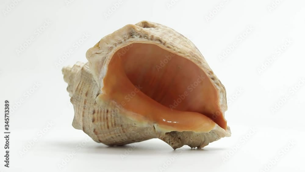 shell. sea ​​shell. seashell rotates. seashell rotates on a white background