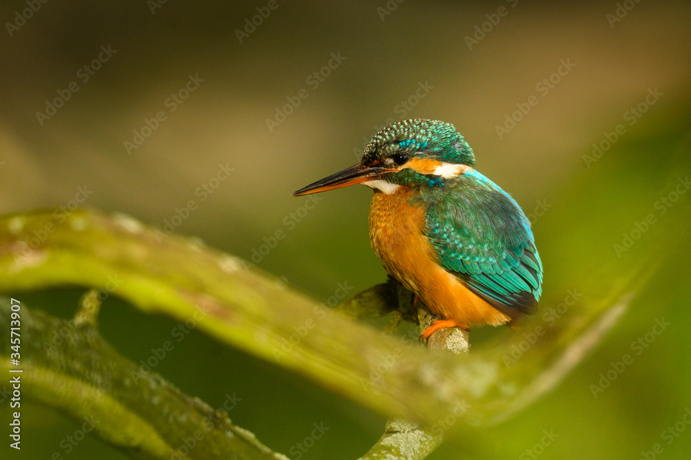 Common kingfisher, Eurasian kingfisher in the natural environment, wildlife, wild animal, close up, isolated, Alcedo atthis Common kingfisher, Eurasian kingfisher in the natural environment, wildlife, wild animal, close up, isolated, Alcedo atthis