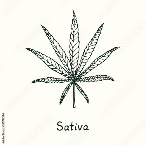 Sativa cannabis leaf isolated, outline simple doodle drawing, gravure style