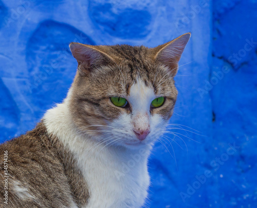 Portrait of street cat living in medina of Chefchaouen town. Blue city of Morocco