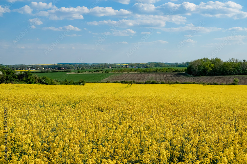 yellow flowering rapeseed field in sunny weather with blue sky and clouds in the background and with forest in the background