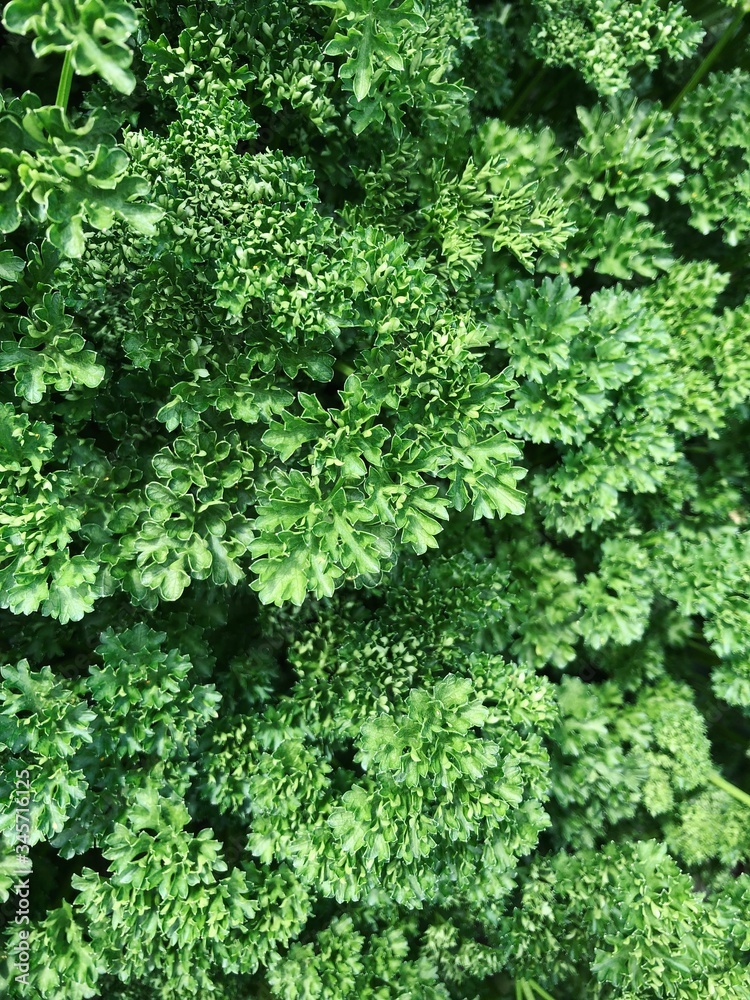 green moss on the wall