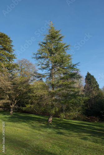 Green Foliage and Cones of an Evergreen Coniferous Deodar Cedar Tree (Cedrus deodara) Growing in a Garden in Rural Devon, England, Uk © Peter