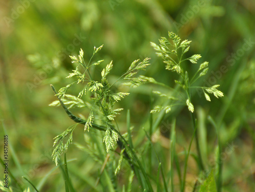 Poa grows in the meadow among wild grasses.