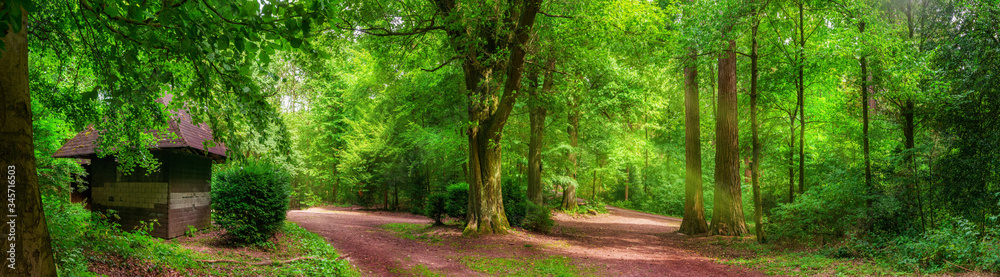 Tranquil forest scenery: a panorama of trees and paths in vibrant green color and soft sunlight, with a small cabin Tranquil forest scenery: a panorama of trees and paths in vibrant green color and soft sunlight, with a small cabin