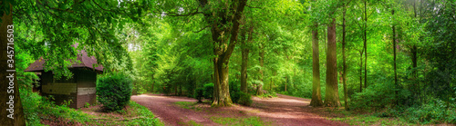 Tranquil forest scenery: a panorama of trees and paths in vibrant green color and soft sunlight, with a small cabin