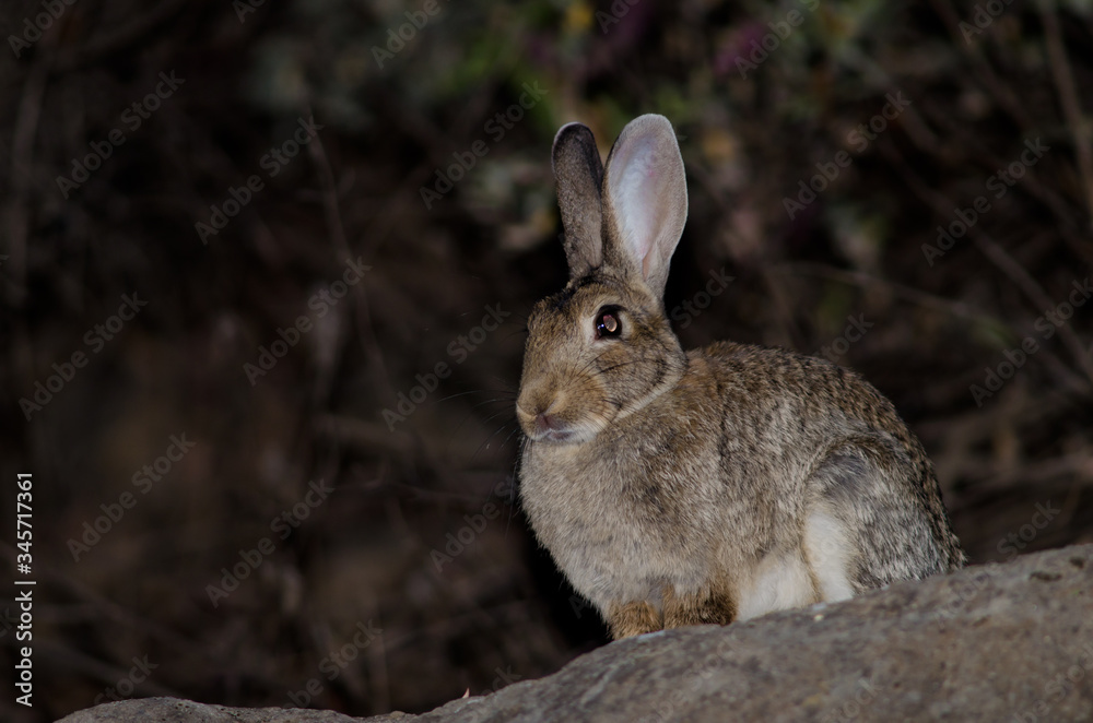 Fototapeta premium European rabbit Oryctolagus cuniculus. The Nublo Rural Park. Tejeda. Gran Canaria. Canary Islands. Spain.