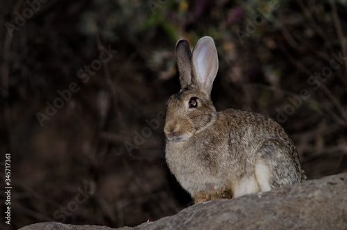 European rabbit Oryctolagus cuniculus. The Nublo Rural Park. Tejeda. Gran Canaria. Canary Islands. Spain.