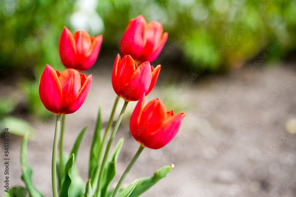 Obraz premium Spring flowers. Tulips in the park. Romantics flowers. Love. Tulips. 