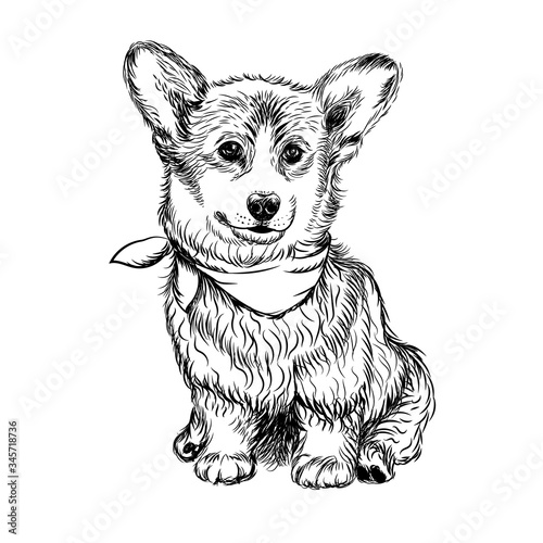 Corgi puppy dog. Sticker on the wall. Sketch, drawn, artistic, color portrait of an Corgi puppy on a white background.