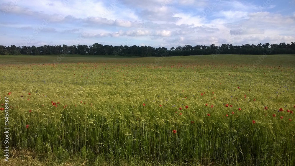 Summer Wheat Field Poland
