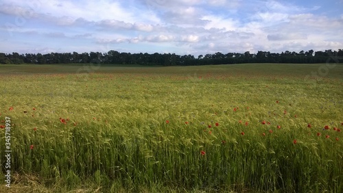 Summer Wheat Field Poland