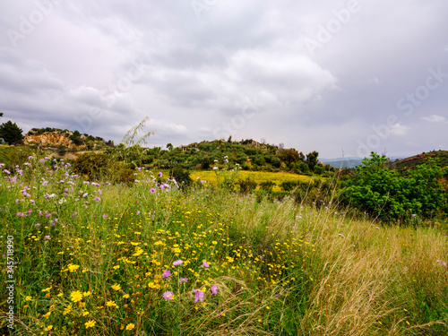 Beautiful meadow with wild flowers in springtime in the Sardinian region of Ogliastra. Mountain landscape in the background.