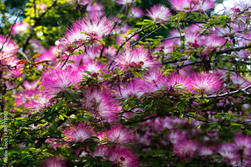 Flores de jardins e parques.