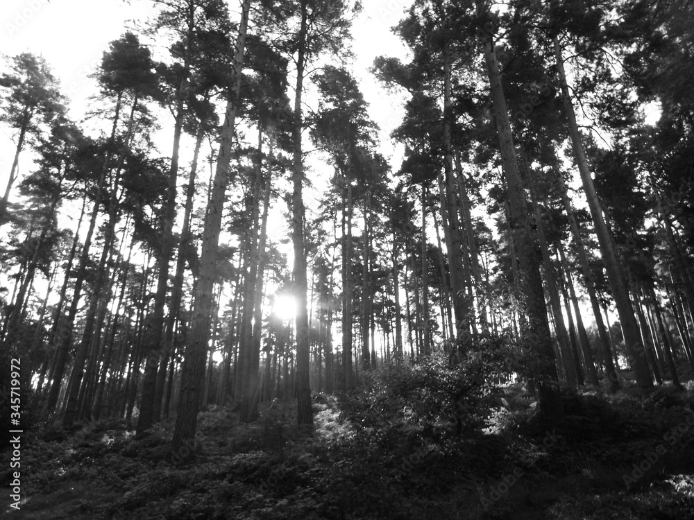 Fototapeta premium Black and White landscape