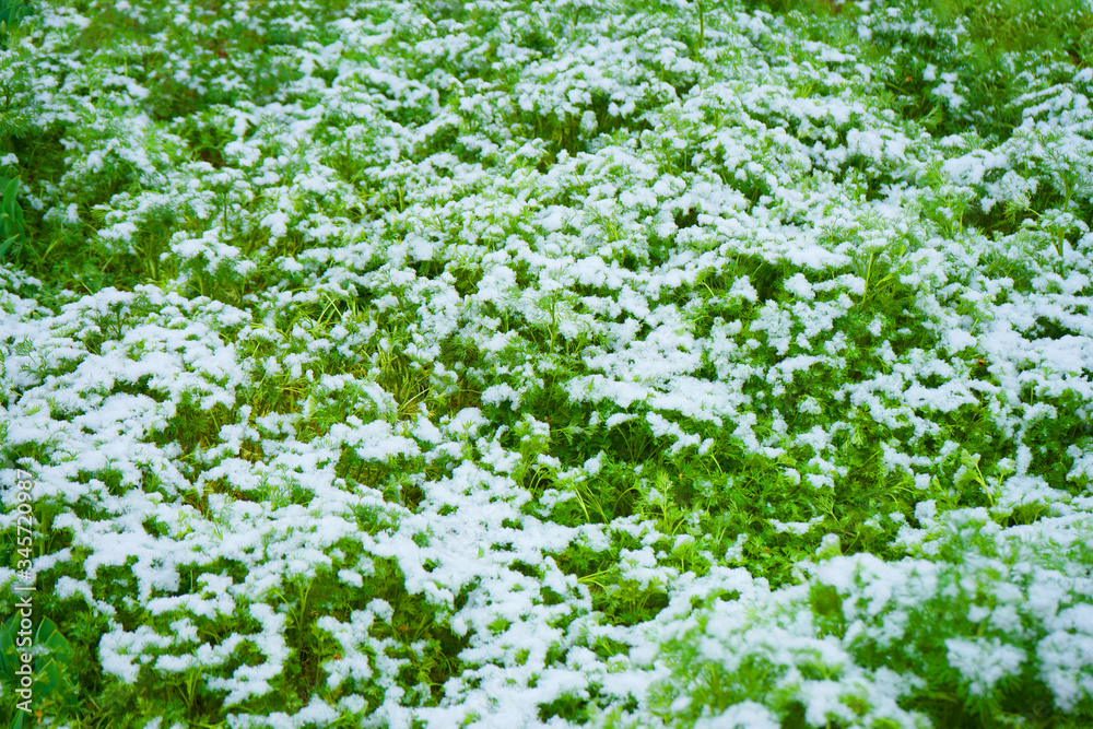 green grass covered with snow. spring time. green field with snow.