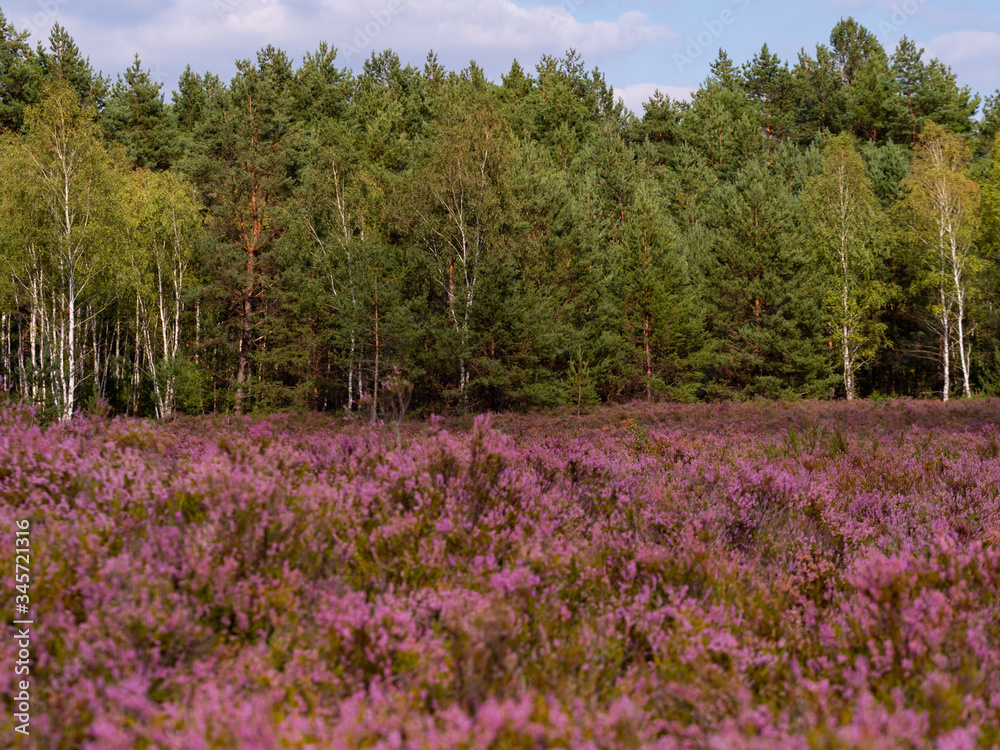 Beautiful heather meadow and forest in the background. Beautiful heather meadow and forest in the background.