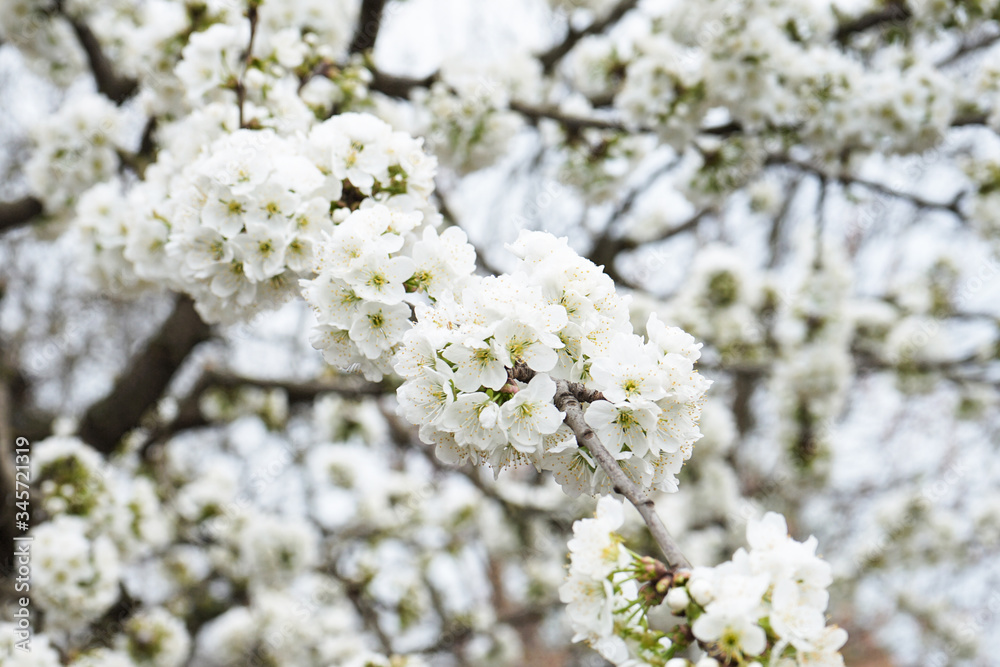 Blooming trees close-up. white blossom tree      
