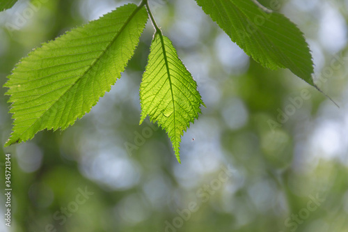 Spring foliage on green bokeh background.