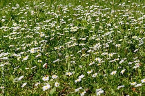 Field With Daisies in Spring Blossom