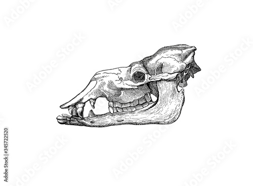 Illustration of a skull of camel in popular encyclopedia from 1890