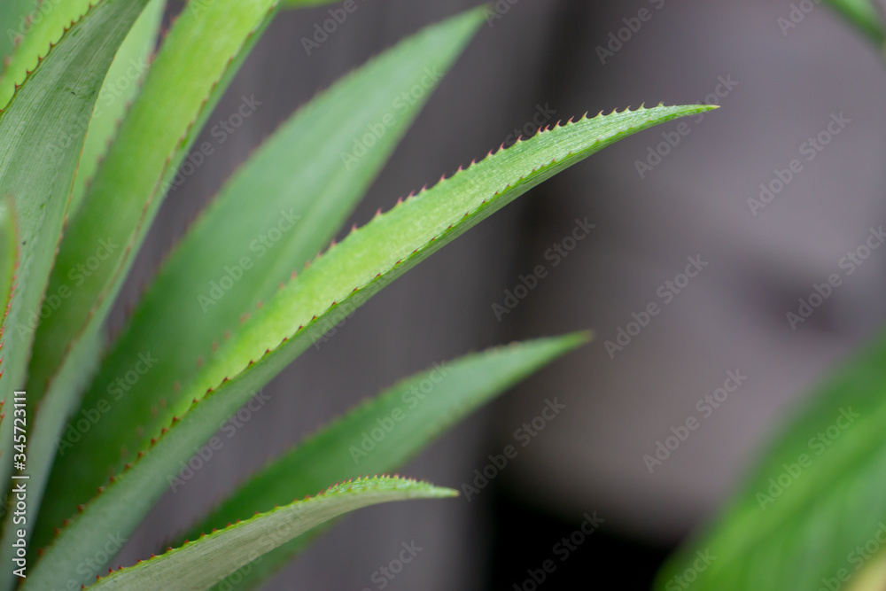 A close up of a pineapple leaf A close up of a pineapple leaf