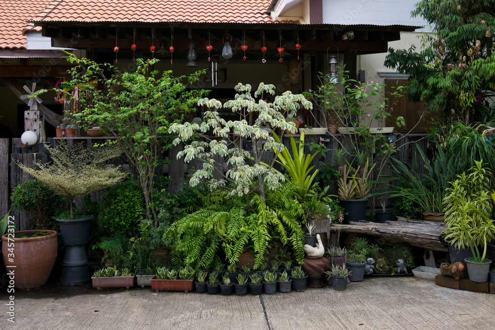 Landscaping at the front of the house using various types of plants.