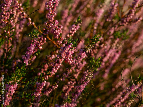 Close up of beautiful blooming purple heather flower. Selective focus.