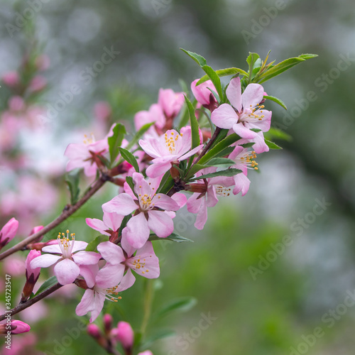 Closeup of spring blossom flower on bokeh background. Macro almond blossom tree branch