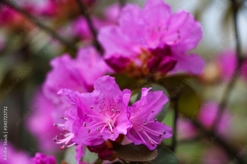 Beautiful red rhododendron flower in garden with magic bokeh.