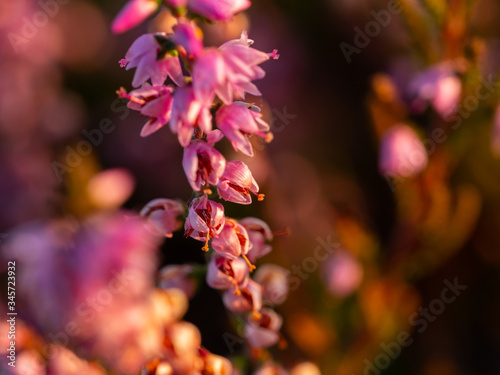 Close up of beautiful blooming purple heather flower. Selective focus. © Beata
