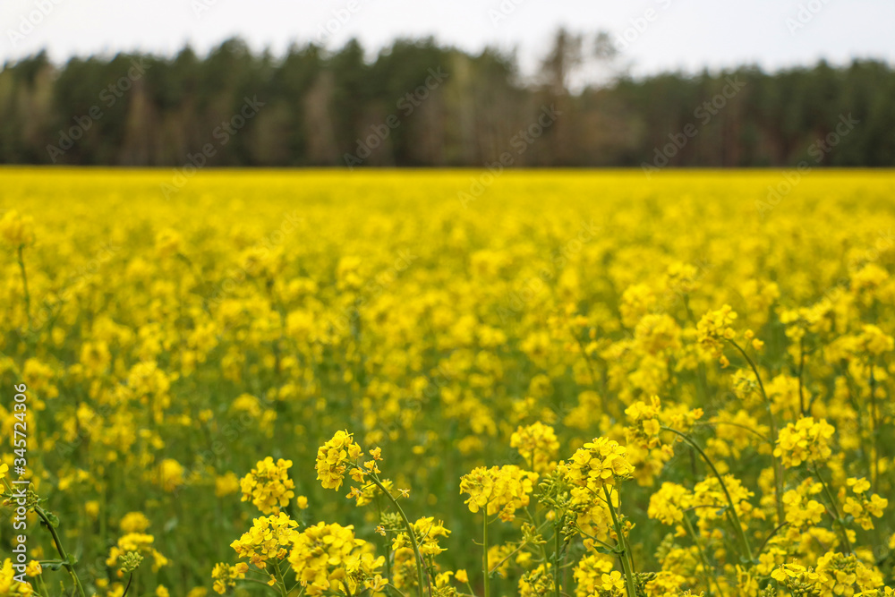 Yellow rape, rapeseed or canola field. Rapeseed field, Blooming canola flowers close up. Bright Yellow rapeseed oil. Flowering rapeseed. Yellow rape, rapeseed or canola field. Rapeseed field, Blooming canola flowers close up. Bright Yellow rapeseed oil. Flowering rapeseed.
